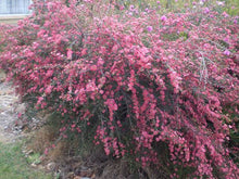 Load image into Gallery viewer, LEPTOSPERMUM MERINDA 3.5L
