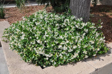 Load image into Gallery viewer, TRACHELOSPERMUM JASMINOIDES CHINESE STAR JASMINE 2.3L
