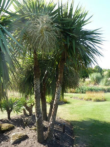 CORDYLINE AUSTRALIS 3.3L