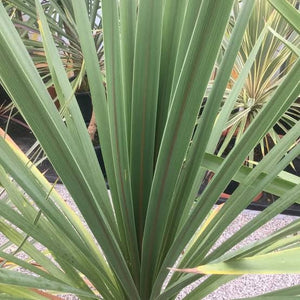 CORDYLINE AUSTRALIS 3.3L