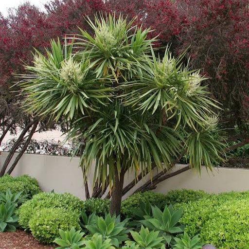 CORDYLINE AUSTRALIS 3.3L