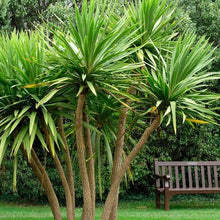 Load image into Gallery viewer, CORDYLINE AUSTRALIS 3.3L
