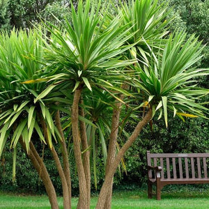 CORDYLINE AUSTRALIS 3.3L