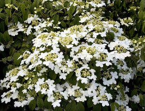 VIBURNUM PLICATUM JAPANESE SNOWBALL SUMMER SNOWFLAKE 4.5L