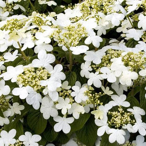 VIBURNUM PLICATUM JAPANESE SNOWBALL SUMMER SNOWFLAKE 4.5L