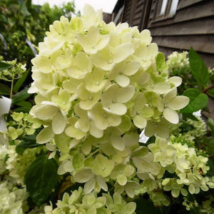 HYDRANGEA PANICULATA BOMBSHELL 3.3L