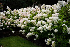 HYDRANGEA PANICULATA BOMBSHELL 3.3L