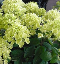 Load image into Gallery viewer, HYDRANGEA PANICULATA BOMBSHELL 3.3L
