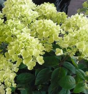 HYDRANGEA PANICULATA BOMBSHELL 3.3L