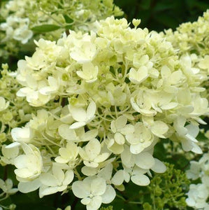 HYDRANGEA PANICULATA BOMBSHELL 3.3L