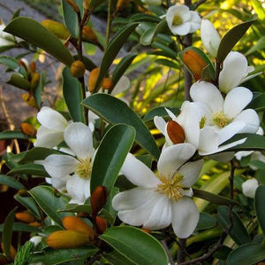 MICHELIA YUNNANENSIS 3.5L