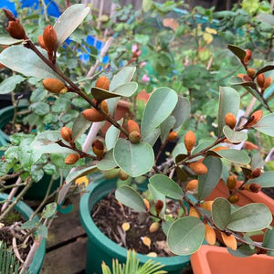 MICHELIA YUNNANENSIS 3.5L