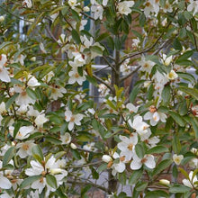 Load image into Gallery viewer, MICHELIA YUNNANENSIS 3.5L
