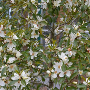 MICHELIA YUNNANENSIS 3.5L