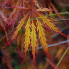 Load image into Gallery viewer, ACER DISSECTUM FLAVESCENS TOPIARY GRADE
