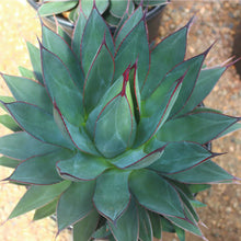 Load image into Gallery viewer, AGAVE BLUE EMBER 1.5L
