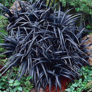 OPHIOPOGON SHORT BLACK MONDO GRASS 12CM