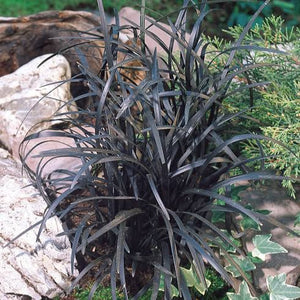 OPHIOPOGON BLACK DRAGON MONDO GRASS 9CM