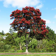 Load image into Gallery viewer, METROSIDEROS EXCELSA LIGHTHOUSE 8.0L
