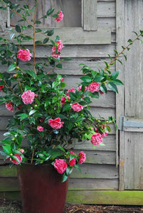 CAMELLIA JAPONICA VOLUNTEER 8.5L