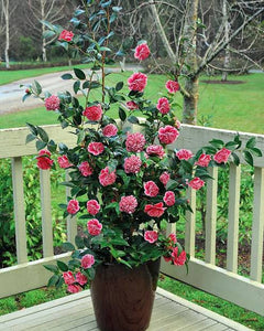 CAMELLIA JAPONICA VOLUNTEER 14.0L