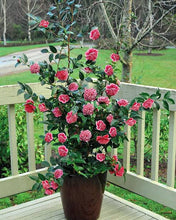 Load image into Gallery viewer, CAMELLIA JAPONICA VOLUNTEER 8.5L
