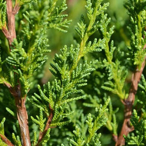 JUNIPERUS X MEDIA BLAAUW 10.0L