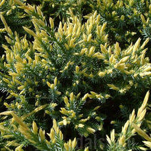 Load image into Gallery viewer, JUNIPERUS SQUAMATA HOLGER 8.5L
