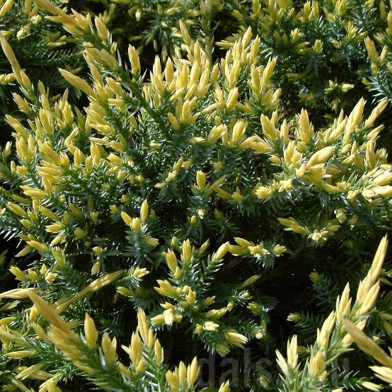 JUNIPERUS SQUAMATA HOLGER 8.5L