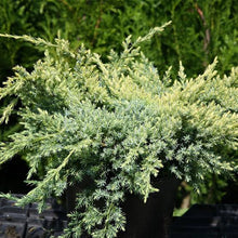 Load image into Gallery viewer, JUNIPERUS SQUAMATA HOLGER 8.5L
