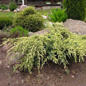 JUNIPERUS SQUAMATA HOLGER 8.5L