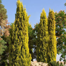 Load image into Gallery viewer, CUPRESSUS SEMPERVIRENS SWANES GOLDEN 4.0L
