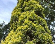 Load image into Gallery viewer, CUPRESSUS SEMPERVIRENS SWANES GOLDEN 4.0L
