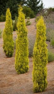 CUPRESSUS SEMPERVIRENS SWANES GOLDEN 4.0L