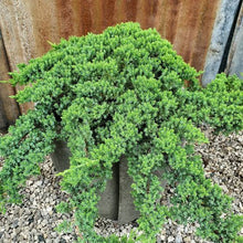 Load image into Gallery viewer, JUNIPERUS PROCUMBENS NANA 2.0L
