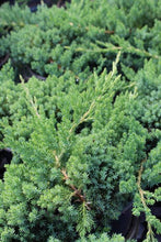 Load image into Gallery viewer, JUNIPERUS PROCUMBENS NANA 2.0L
