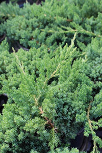 JUNIPERUS PROCUMBENS NANA 2.0L