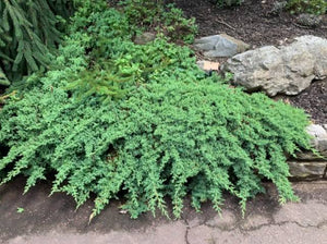 JUNIPERUS PROCUMBENS NANA 2.0L