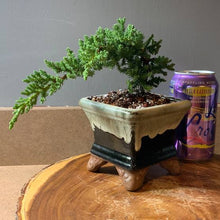 Load image into Gallery viewer, JUNIPERUS PROCUMBENS NANA 2.0L
