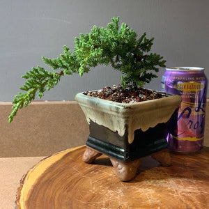 JUNIPERUS PROCUMBENS NANA 2.0L