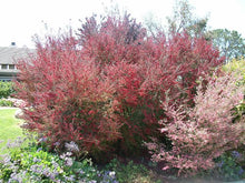 Load image into Gallery viewer, LEPTOSPERMUM BURGUNDY QUEEN 1.5L
