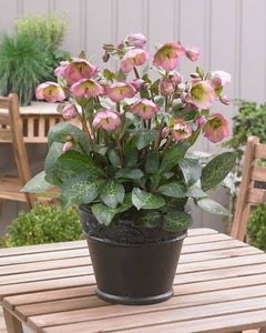 HELLEBORUS MARBLED HANNAHS BLUSH 17CM