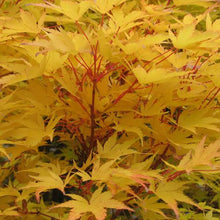 Load image into Gallery viewer, ACER PALMATUM SANGO-KAKU SENKAKI 10.0L
