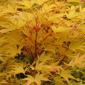 ACER PALMATUM SANGO-KAKU SENKAKI 10.0L