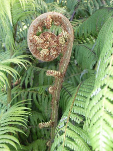 CYATHEA DEALBATA SILVER FERN 3.3L