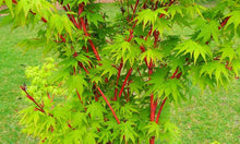 Load image into Gallery viewer, ACER PALMATUM SANGO-KAKU SENKAKI 10.0L
