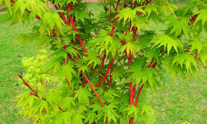 ACER PALMATUM SANGO-KAKU SENKAKI 10.0L