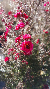 LEPTOSPERMUM WIRI KERRY 1.5L