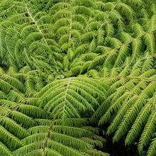 Load image into Gallery viewer, CYATHEA DEALBATA SILVER FERN 3.3L
