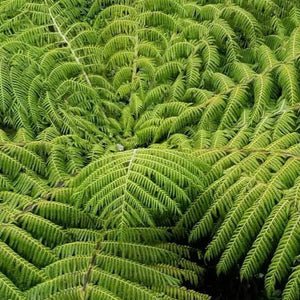 CYATHEA DEALBATA SILVER FERN 3.3L